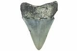 Serrated, Juvenile Megalodon Tooth - North Carolina #309527-1